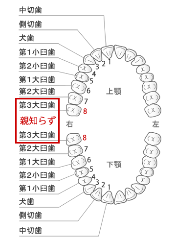 歯の配列